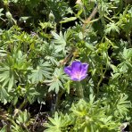 Pakost krvavý (Geranium sanguineum) ‘Vision Violet’® - kont. P9/P11
